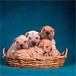 FOUR CHINESE SHAR PEI PUPPIES IN BASKET