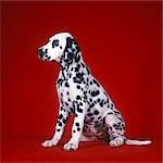 DALMATIAN PUPPY SITTING RED BACKGROUND