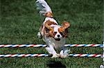 COLORADO SPRINGS CAVALIER KING CHARLES SPANIEL AGILITY SPRINGEN