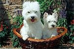 COLORADO SPRINGS WEST HIGHLAND TERRIER ADULT AND PUPPY BASKET