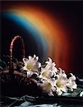 RAINBOW AND BASKET OF EASTER LILIES