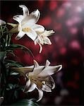 THREE WHITE EASTER LILY FLOWERS