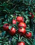 APPLES ON BRANCHES RED DELICIOUS APPLE - MISSOURI