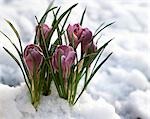 LA NEIGE VIOLET FLEUR CROCU ÉMERGEANT DE PRINTEMPS