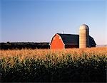 RED BARN SILO & CORNFIELD IN EVENING SUN DELAVAN, WI