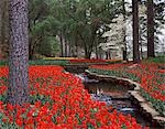 SPRING GARDEN WITH SMALL STREAM RUNNING THROUGH RED TULIPS