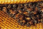 HONEY BEES IN HIVE