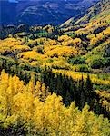 ASPEN & SPRUCE FOREST, MAROON BELLS SNOWMASS WILDERNESS, WHITE RIVER NATIONAL FOREST, NEAR ASPEN, COLORADO