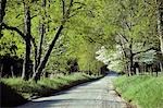 COUNTRY ROAD WITH BLOSSOMING TREES IN SPRINGTIME