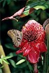 OWL BUTTERFLY AND TORCH GINGER Caligo idomeneus COSTA RICA