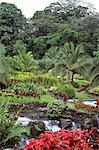 BASE OF ARENAL VOLCANO COSTA RICA