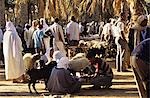 DOUZ, TUNISIA WEEKLY ANIMAL MARKET