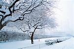 NEW YORK, NY SNOW COVERED TREES AND BUSHES IN WINTER