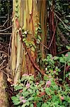 COSTA RICA EUCALYPTUS TREE IN RAINFOREST