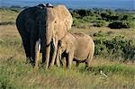 AMBOSELI NATIONAL PARK KENYA AFRICA ELEPHANTS COW AND CALF IN PLAINS