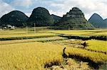 AGRICULTEURS RÉCOLTE DE RIZ GUIZHOU PROVINCE CHINOISE