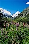 BLOOMING LUPINES SNOWCAPPED MT. COOK SOUTH ISLAND, NEW ZEALAND