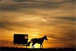 AMISH CHEVAL ET BUGGY LANCASTER COUNTY PA