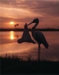 SILHOUETTE OF BIRD STORK CARRYING BABY INFANT NEWBORN IN DIAPER SLING FROM BEAK BILL BY WATER SUNRISE BIRTH DELIVERY