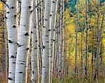 QUAKING ASPEN TRUNKS, WHITE RIVER NAT'L FOREST, NEAR TRAPPERS LAKE GARFIELD COUNTY, COLORADO