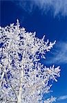 LOOKING UP INTO SNOW COVERED ASPEN TREES AND BRIGHT BLUE SKY COLORADO