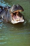 HIPPOPOTAMUS MOUTH OPEN SWIMMING TOWARDS CAMERA