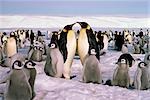 DE PINGOUINS EMPEREUR AVEC L'ANTARCTIQUE POUSSINS