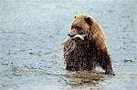 Braunbär IN Fluss mit Lachs IN MOUTH McNEIL RIVER STATE GAME SANCTUARY, AK Ursus Arctos horribilis