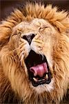 Gros plan de ASIATIC LION BÂILLANT Panthera leo