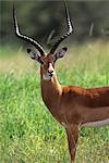 IMPALA BUCK Aepyceros melampus parc NATIONAL DU SERENGETI en Tanzanie