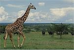 MASAI GIRAFFE WALKING ON PLAIN Giraffa Camelopardalis MASAI MARA GAME RESERVE, Kenia Afrika