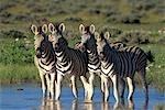 GROUP OF BURCHELL'S ZEBRA ETOSHA NATIONAL PARK, NAMIBIA, AFRICA STANDING IN POND