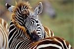 SOCIAL GROOMING OF BURCHELL'S ZEBRA NGORONORO CRATER TANZANIA, AFRICA