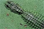 ALLIGATOR IN WATER WITH DUCKWEED