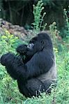 MOUNTAIN GORILLA SILVERBACK RWANDA, AFRICA