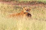 TANZANIA SERENGETI NATIONAL PARK LIONESS Panthera leo WITH CUB