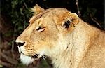 KENYA MASAI MARA NATIONAL RESERVE LIONESS Panthera leo PROFILE