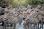 TANSANIA SERENGETI NATIONALPARK BURCHELL ZEBRAS STREAM