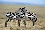 TANSANIA SERENGETI NATIONALPARK STEPPEN ZEBRA