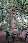 Chairs and Table Under Large Fir Tree, White Rock, British Columbia, Canada