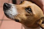 Nahaufnahme von Jack Russel Hunde. PR0903