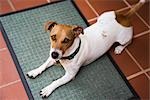 Smooth Coat Jack Russell Terrier