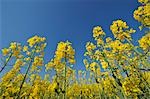 Rapeseed, Bavaria, Germany