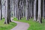 Beech Trees, West Pomerania, Mecklenburg-Vorpommern, Germany