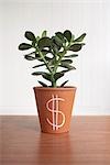 Potted Jade Plant with Dollar Sign