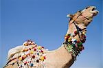 Low angle view of a camel, Pushkar, Ajmer, Rajasthan, India