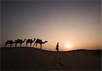 Vier Kamele stehen in einer Zeile mit einem Mann, Jaisalmer, Rajasthan, Indien