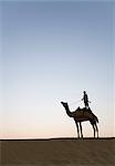 Mann, stehend auf einem Kamel, Jaisalmer, Rajasthan, Indien