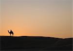 Silhouette of a person riding on a camel in a desert, Thar Desert, Jaisalmer, Rajasthan, India