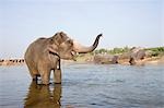 Permanent d'éléphant dans une rivière, Hampi, Karnataka, Inde